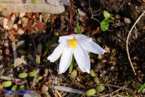 Acis autumnalis (Leucojum autumnale): Campanelle autunnali