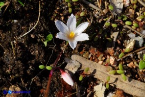 Acis autumnalis (Leucojum autumnale): Campanelle autunnali