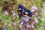 Limenitis reducta (Silvano blu)