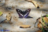 Limenitis reducta (Silvano blu)