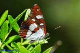 Limenitis reducta (Silvano blu)