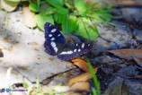 Limenitis reducta (Silvano blu)