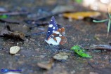 Limenitis reducta (Silvano blu)