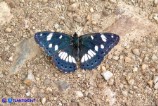 Limenitis reducta (Silvano blu)