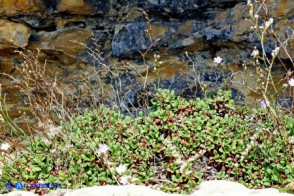 Limonium morisianum (Limonio di Moris)