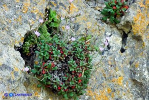 Limonium morisianum (Limonio di Moris)