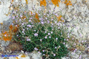Limonium morisianum (Limonio di Moris)