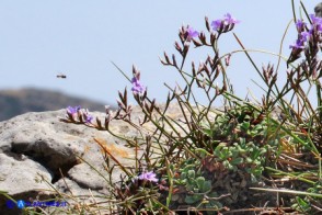 Limonium morisianum (Limonio di Moris)