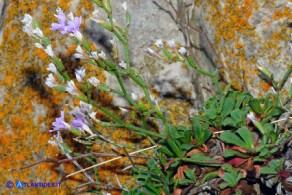 Limonium morisianum (Limonio di Moris)