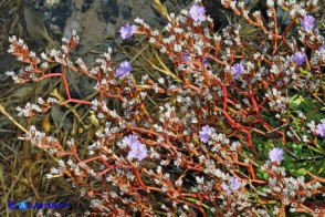 Limonium morisianum (Limonio di Moris)