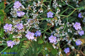 Limonium morisianum (Limonio di Moris)