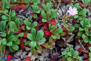 Limonium morisianum (Limonio di Moris)