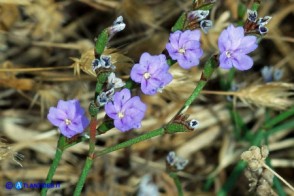 Limonium morisianum (Limonio di Moris)