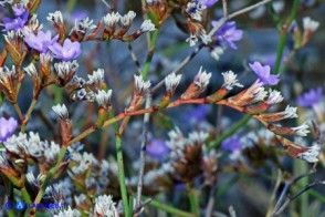 Limonium morisianum (Limonio di Moris)