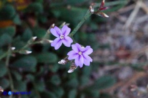 Limonium morisianum (Limonio di Moris)