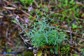 Linaria arcusangeli (Linaria dell'Arco dell'Angelo)