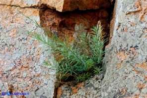 Linaria arcusangeli (Linaria dell'Arco dell'Angelo)