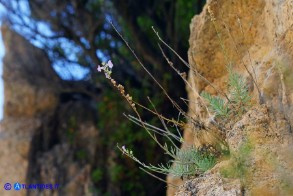 Linaria arcusangeli (Linaria dell'Arco dell'Angelo)