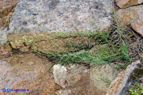 Linaria arcusangeli (Linaria dell'Arco dell'Angelo)