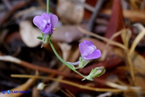 Linaria arcusangeli (Linaria dell'Arco dell'Angelo)