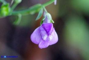 Linaria arcusangeli (Linaria dell'Arco dell'Angelo)