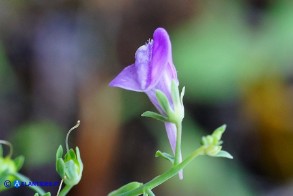 Linaria arcusangeli (Linaria dell'Arco dell'Angelo)