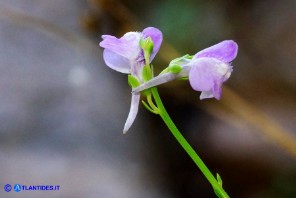 Linaria arcusangeli (Linaria dell'Arco dell'Angelo)