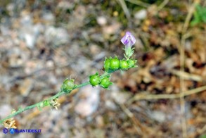 Linaria arcusangeli (Linaria dell'Arco dell'Angelo)