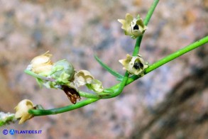 Linaria arcusangeli (Linaria dell'Arco dell'Angelo)