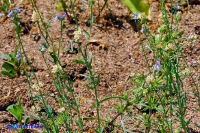 Linaria arvensis (Linaria dei campi)