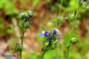Linaria arvensis (Linaria dei campi)