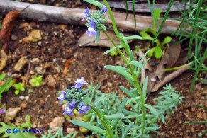 Linaria arvensis (Linaria dei campi)