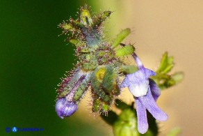 Linaria arvensis (Linaria dei campi)