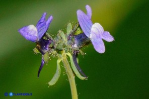 Linaria arvensis (Linaria dei campi)