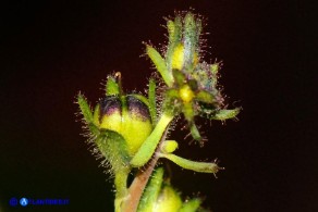Linaria arvensis (Linaria dei campi): i futti