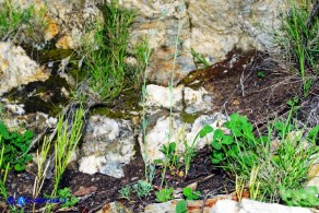 Linaria arvensis (Linaria dei campi)