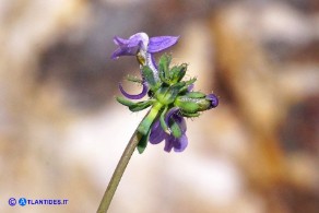 Linaria arvensis (Linaria dei campi)