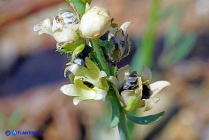 Linaria arvensis (Linaria dei campi): futti maturi e semi
