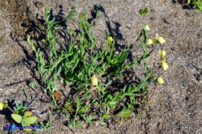 Linaria flava subsp. sardoa (Linaria sardo-corsa)