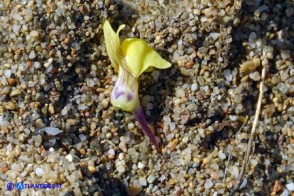 Linaria flava subsp. sardoa (Linaria sardo-corsa)