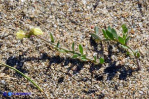 Linaria flava subsp. sardoa (Linaria sardo-corsa)