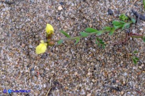 Linaria flava subsp. sardoa (Linaria sardo-corsa)