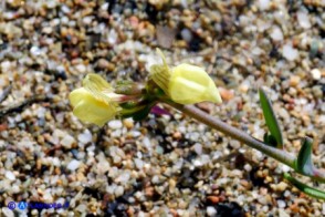Linaria flava subsp. sardoa (Linaria sardo-corsa)