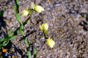 Linaria flava subsp. sardoa (Linaria sardo-corsa)