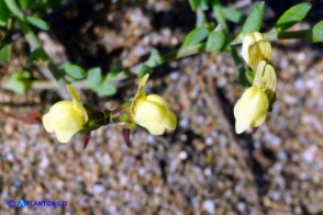 Linaria flava subsp. sardoa (Linaria sardo-corsa)