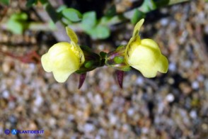 Linaria flava subsp. sardoa (Linaria sardo-corsa)