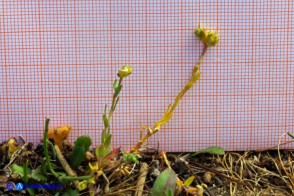 Linaria flava subsp. sardoa (Linaria sardo-corsa)