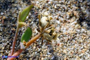 Linaria flava subsp. sardoa (Linaria sardo-corsa): il frutto