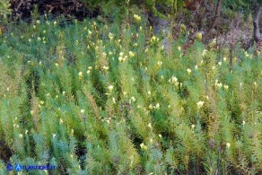 Linaria vulgaris subsp. vulgaris (Linaria comune)