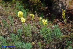 Linaria vulgaris (Linaria comune)